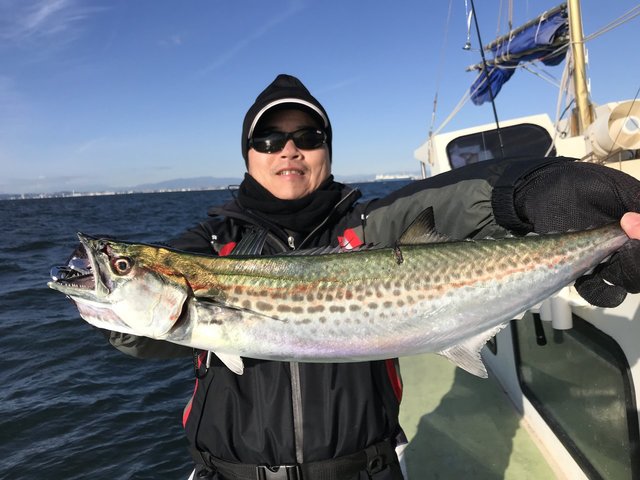 サゴシ(サワラ)