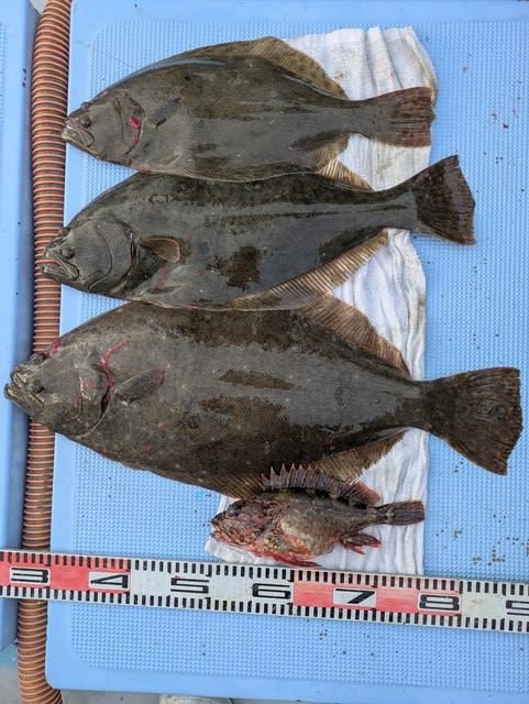 カサゴ・ヒラメ