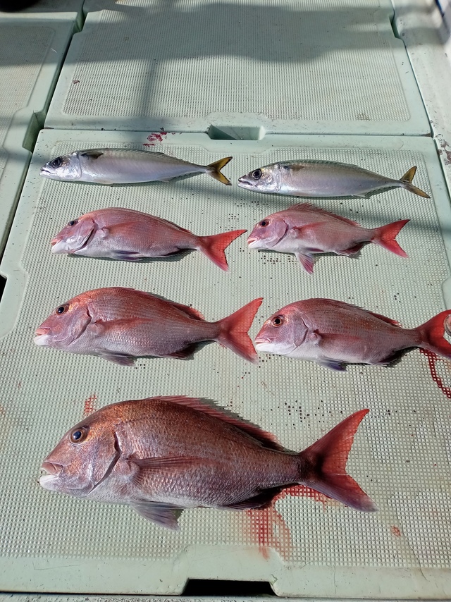 マダイ・サバ(マサバ)