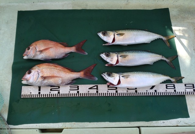 マダイ・サバ(マサバ)