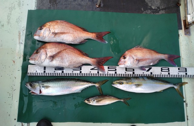 マダイ・ツバス(ブリ)・サバ(マサバ)