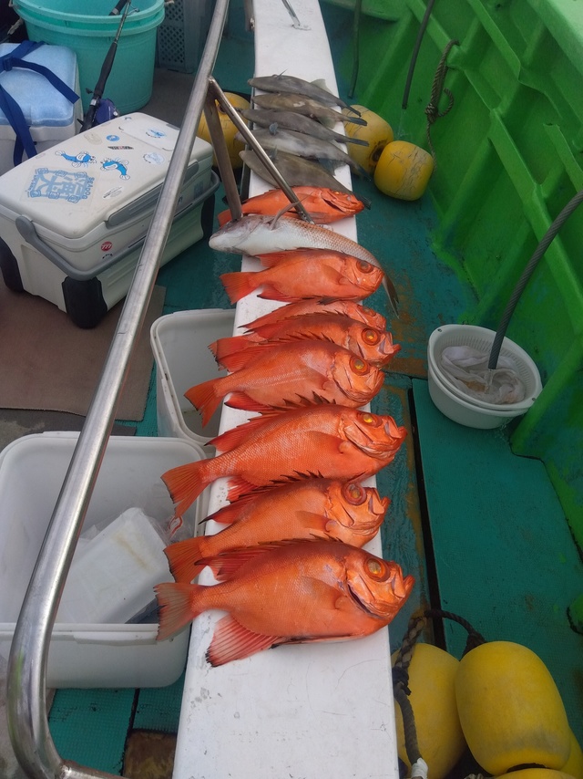 キントキ(チカメキントキ)