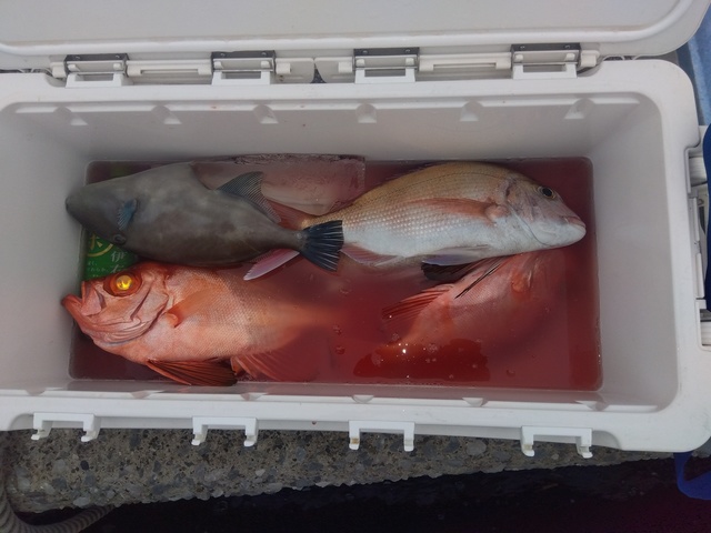 マダイ・キントキ(チカメキントキ)