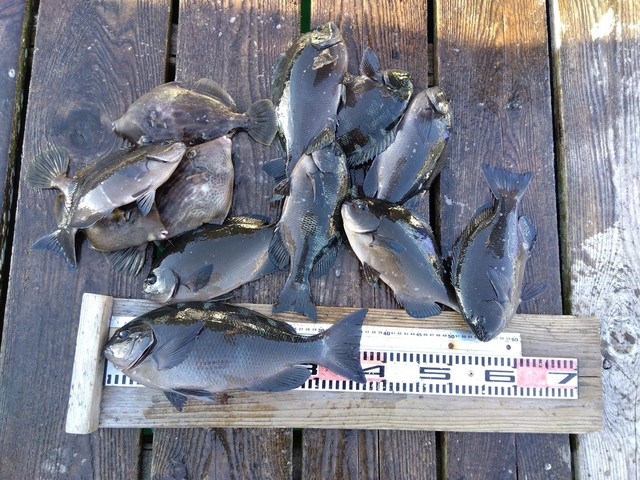 グレ(メジナ)・カワハギ