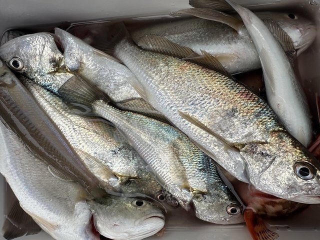 イシモチ(シログチ)