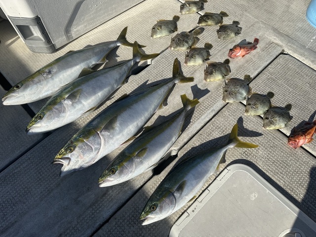 メジロ(ブリ)・ガシラ(カサゴ)・カワハギ