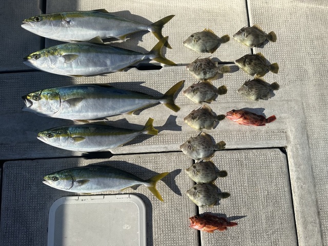 メジロ(ブリ)・ガシラ(カサゴ)・カワハギ