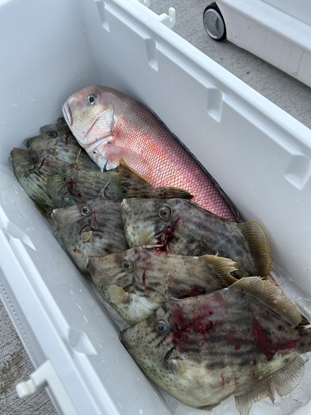 シロアマダイ・カワハギ