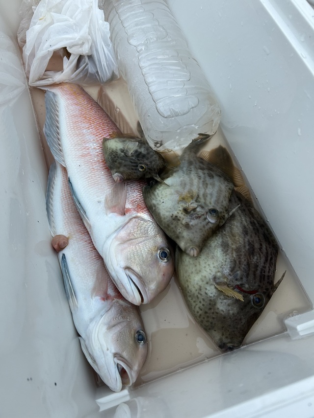 シロアマダイ・カワハギ