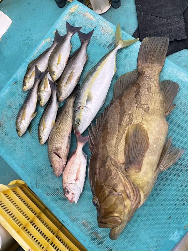 マダイ・ホウキハタ・オオモンハタ