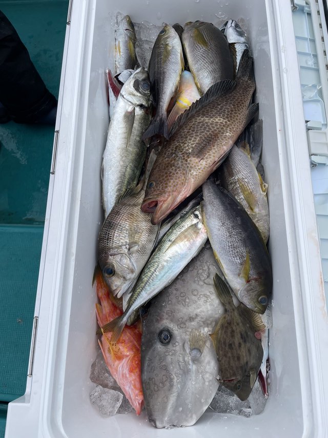 オオモンハタ・メイチダイ