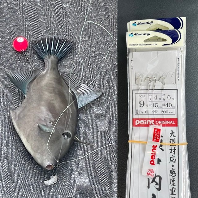 ウマヅラ(ウマヅラハギ)