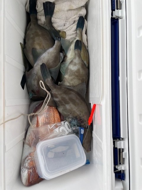 ウマヅラ(ウマヅラハギ)