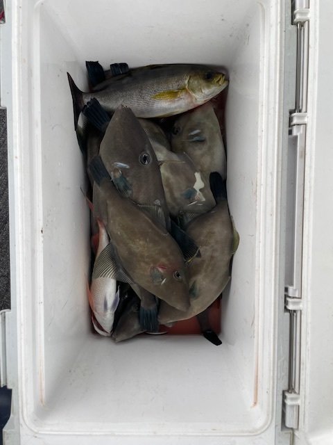 ウマヅラ(ウマヅラハギ)