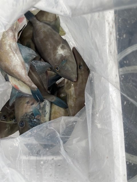 ウマヅラ(ウマヅラハギ)