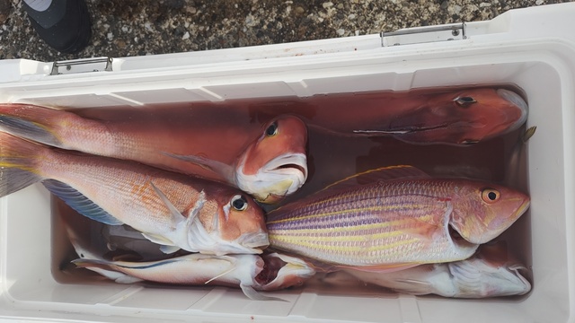 アマダイ(アカアマダイ)・イトヨリ(イトヨリダイ)