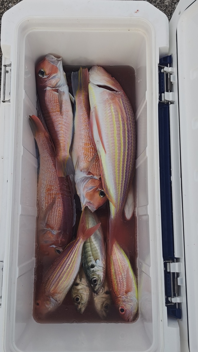 アジ(マアジ)・アマダイ(アカアマダイ)・イトヨリ(イトヨリダイ)