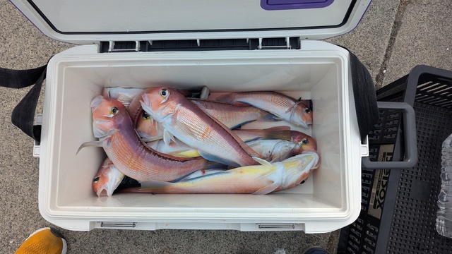 アマダイ(アカアマダイ)