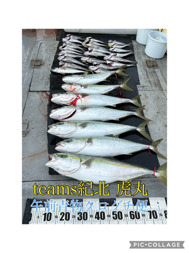 アジ(マアジ)・ブリ・メジロ(ブリ)・クログチ