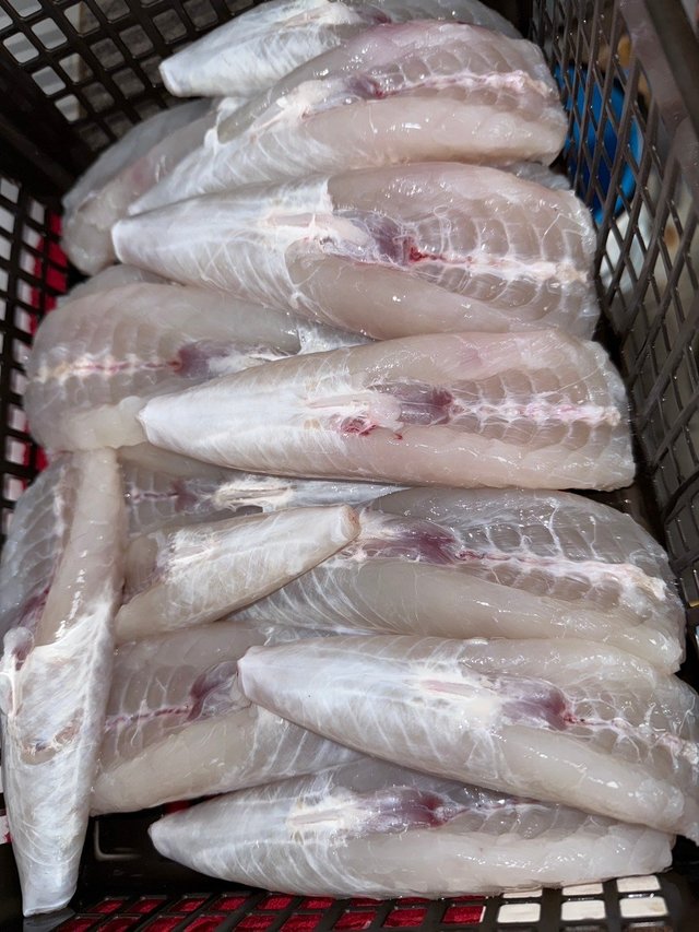 フグ(ショウサイフグ)