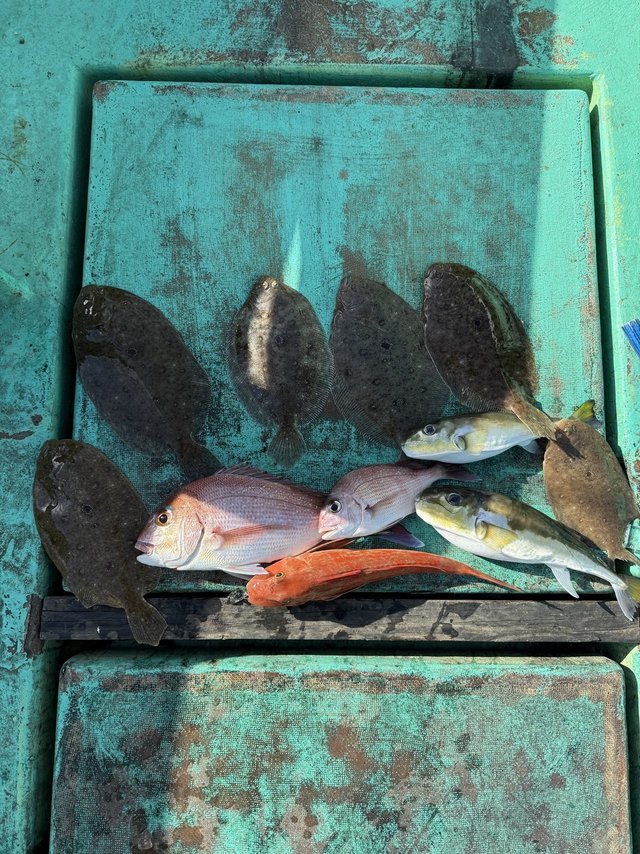 タイ(マダイ)・ホウボウ・ガンゾウヒラメ(ガンゾウビラメ)