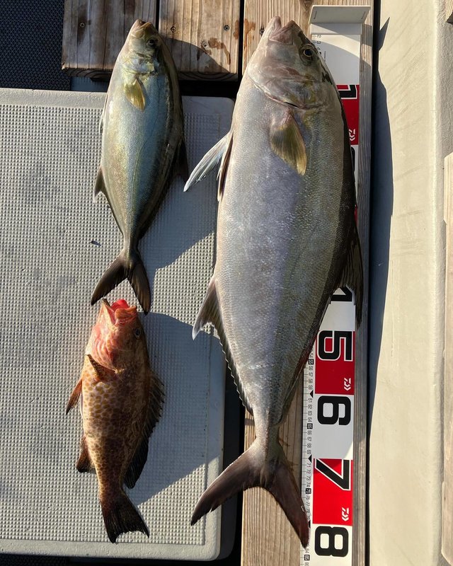 オオモンハタ・カンパチ