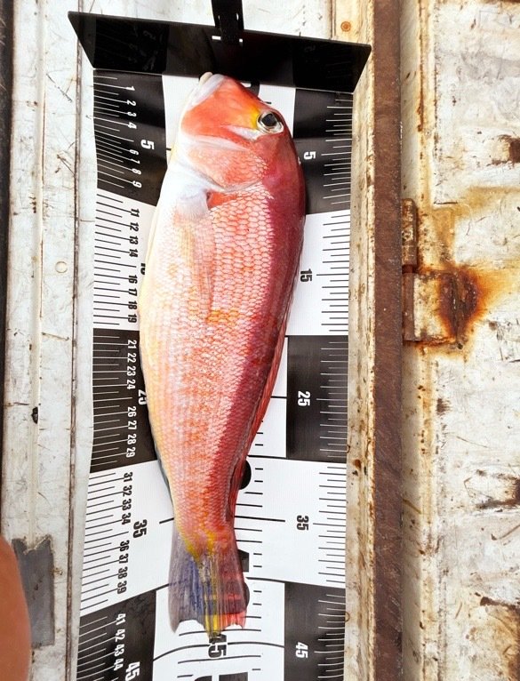 アマダイ(アカアマダイ)