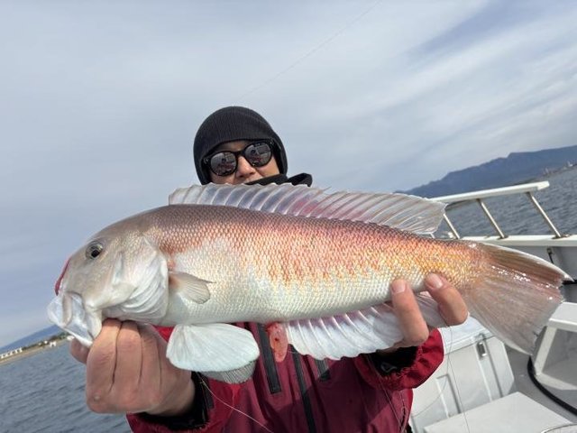 アマダイ(アカアマダイ)