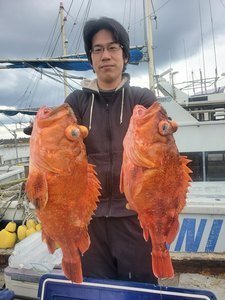 カンコ(ウッカリカサゴ)