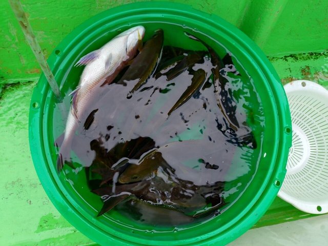 マダイ・イサキ