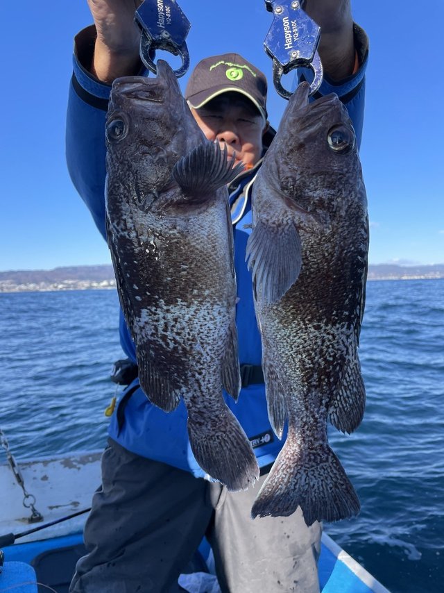 マゾイ(キツネメバル)