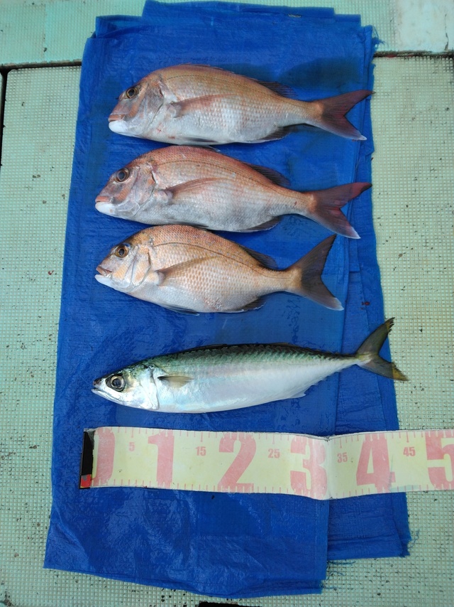 マダイ・マサバ