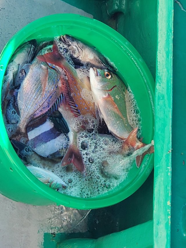 ハナダイ(チダイ)