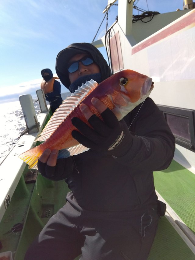 アマダイ(アカアマダイ)