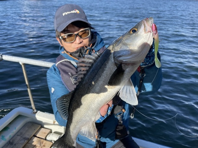 シーバス(スズキ)