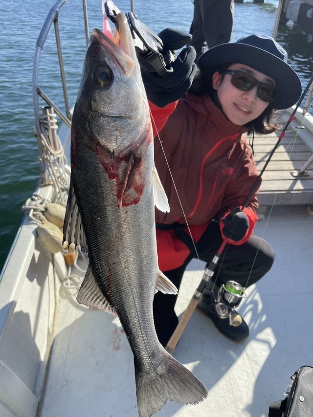 シーバス(スズキ)