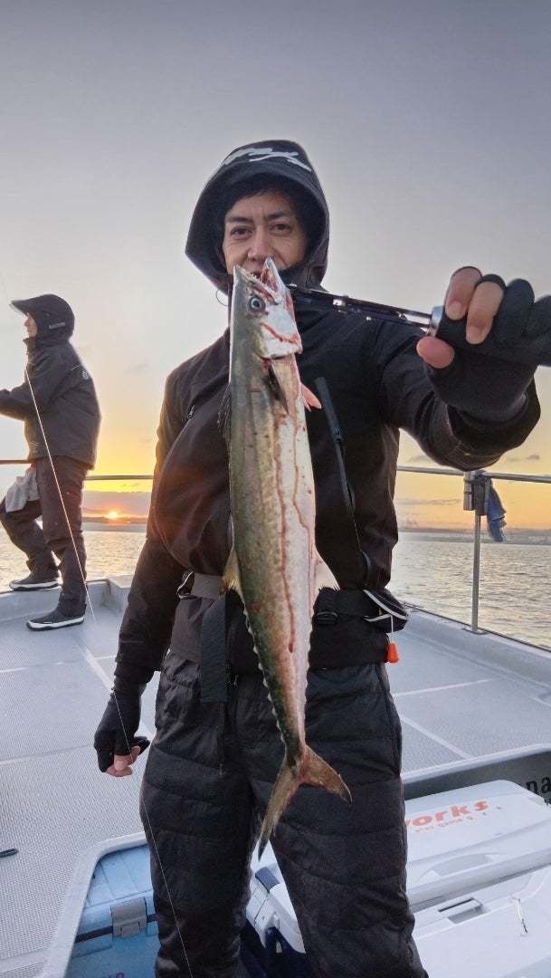 サゴシ(サワラ)