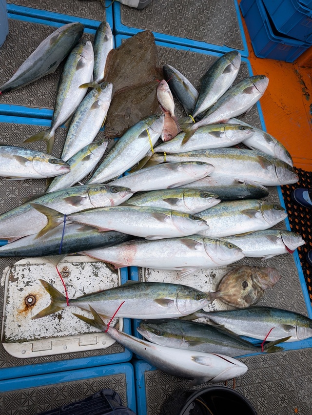 ヤズ(ブリ)・ヒラマサ・ヒラメ