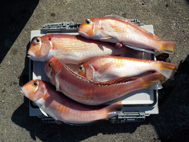 アマダイ(アカアマダイ)