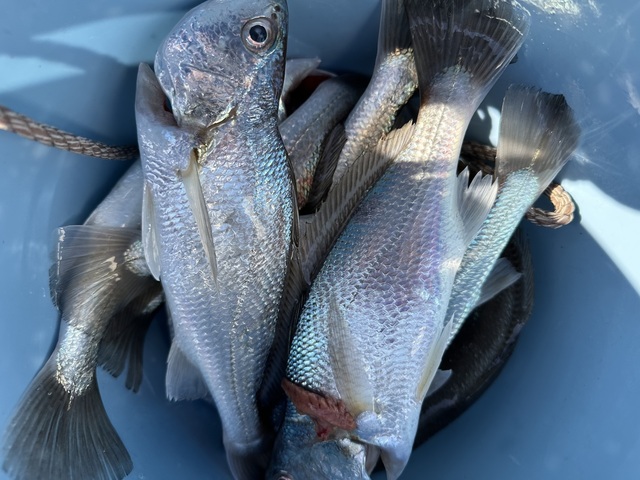 イシモチ(シログチ)