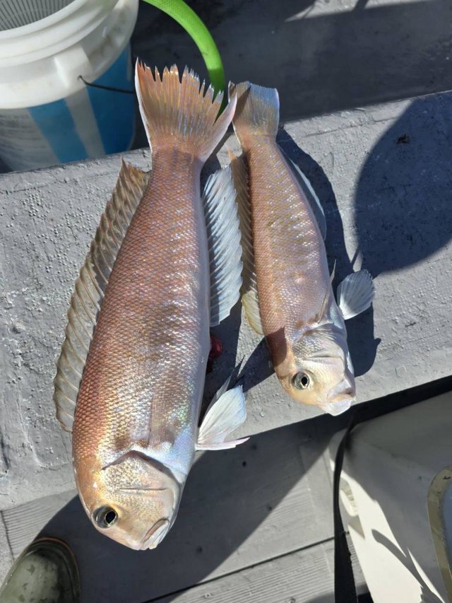 アマダイ(アカアマダイ)