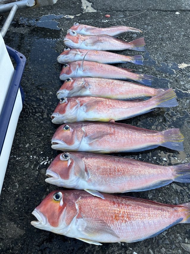 アマダイ(アカアマダイ)