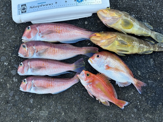 アオハタ・アマダイ(アカアマダイ)