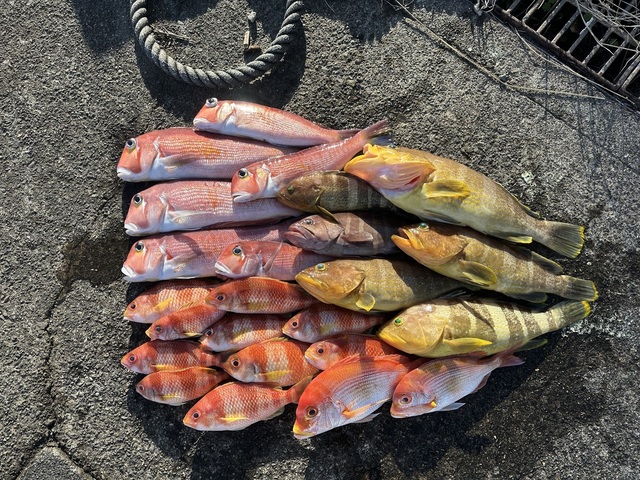 アオハタ・アマダイ(アカアマダイ)