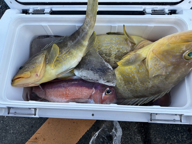 アオハタ・アマダイ(アカアマダイ)