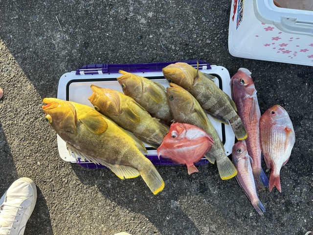 アオハタ・アマダイ(アカアマダイ)