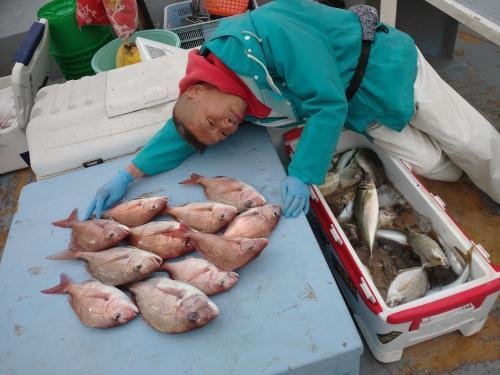 マダイ・アジ(マアジ)・カイワリ