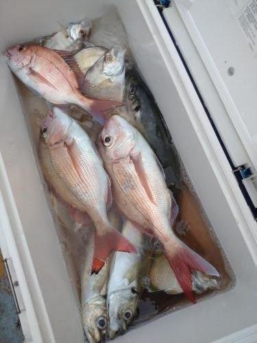 マダイ・アジ(マアジ)・カイワリ・ワラサ(ブリ)