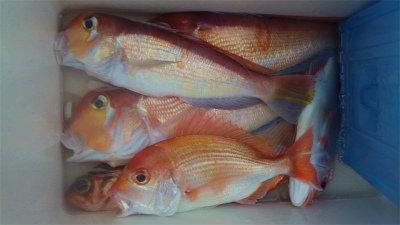 レンコダイ(キダイ)・アマダイ(アカアマダイ)