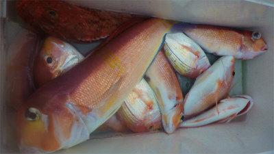 レンコダイ(キダイ)・アマダイ(アカアマダイ)・ミシマオコゼ